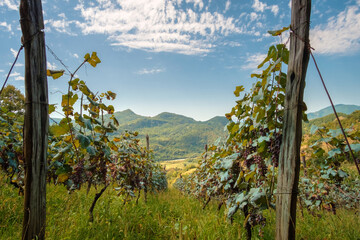 Vineyard, rows of vine at highland