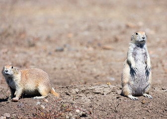 Prairie dog duo