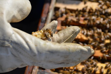 Bienen auf der Hand