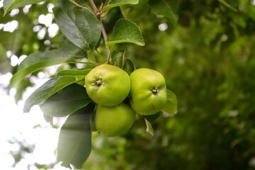 Green apples on a branch ready to be harvested with a selective focus and soft bokeh