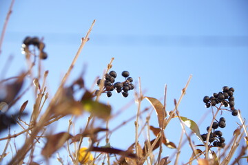 Berries against sky