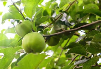Green apples on a branch ready to be harvested with a selective focus and soft bokeh