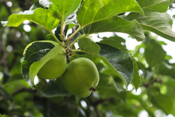 Green apples on a branch ready to be harvested with a selective focus and soft bokeh