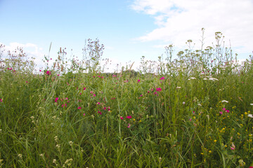 Different wildflowers on a background of blue sky