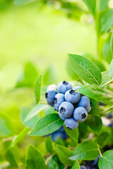 Blueberry. Fresh berries with leaves on branch in a garden.