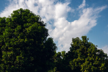 Green trees with blue sky, Galilee Israel.
