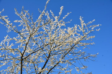 Kirschblüte vor blauem Himmel