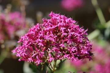 Many pink flowers in bloom close up 