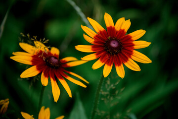 bright yellow with brown summer wildflowers against blurred green background