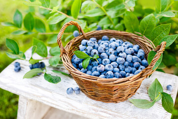Fototapeta na wymiar Blueberry. Fresh berries with leaves in basket in a garden. Harvesting blueberry