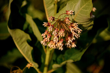beautiful flower of plant with large green leaves.