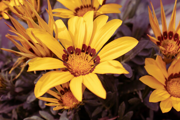 Gazania Rigens Flower or Treasure Flower with Selective Focus on Pollen, Perfect for Wallpaper