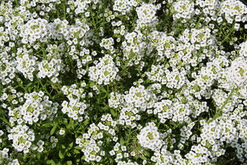 White small flowers blooming background