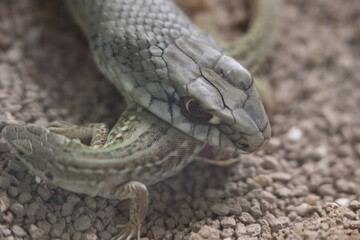 closeup of a male snake Malpolon monspessulanus, Montpellier snake with a lizard,Podarcis muralis, in his mouth, hunted.