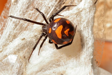 close-up/macro of an european black widow female Latrodectus tredecimguttatus in her net.