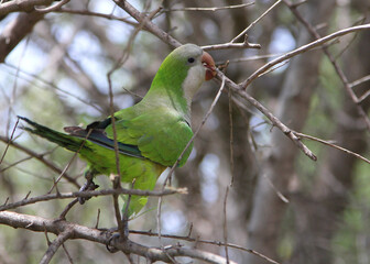 The monk parakeet (Myiopsitta monachus) or the Quaker parrot collecting branches for its nest