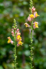 Antirrhinum majus bright colorful flowering plant, group of snapdragon flowers in bloom