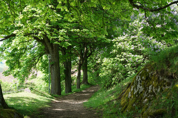 Hiking trails in the Bavarian Forest in spring