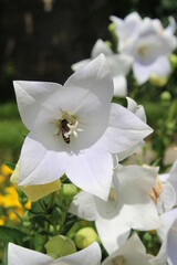 White lily flowers blooming with a bee in the garden close up wallpaper