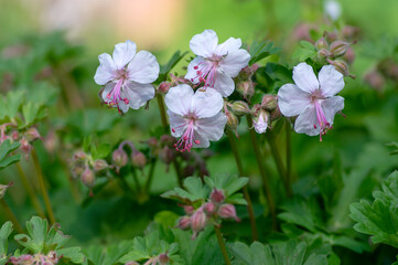 Obraz premium geranium cantabrigiense biokovo white flowering cranesbills plants, group of white flowers and buds in bloom