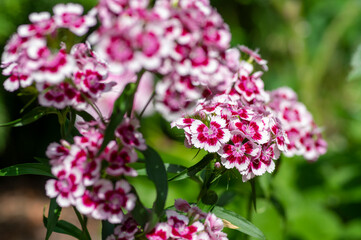 Dianthus barbatus beautiful ornamental flowering plants, group of bright pink purple white flowers in bloom