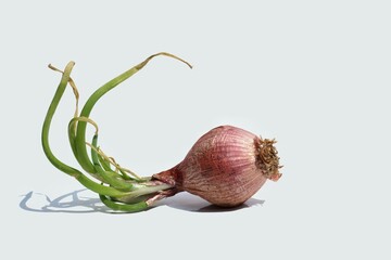 Sprouting Onion Isolated on White Background