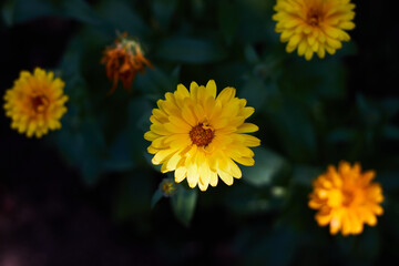 Yellow flowers on a Sunny day in the garden