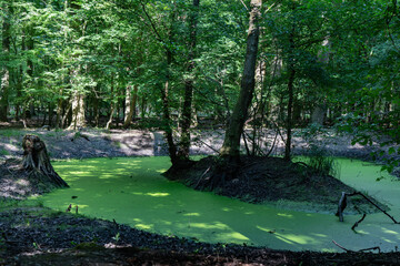 Tümpel im Wald bedeckt mit Wasserlinsen