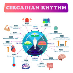 Circadian Rhythm - Body Daily Cycles