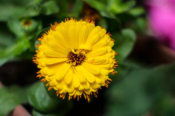 flower,flowers,plant,plants