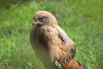 Ave en zoológico Colombiano