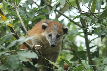 Animal en el zoológico