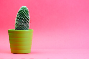 pretty green spiky cactus in green pot against a red background