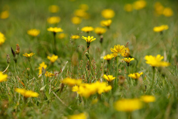 Dandelions