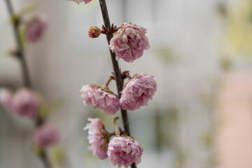 Beautiful small pink flowers on a tree. Light photo. Wallpaper pink flowers. Spring concept