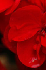 Red Petal