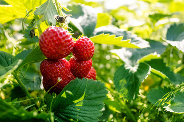 fresh ripe strawberries in the garden among green leaves