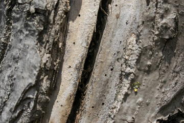 Tree bark texture wallpaper. Bark close up