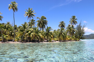 Fototapeta na wymiar Lagon turquoise paradisiaque à Taha'a, Polynésie française
