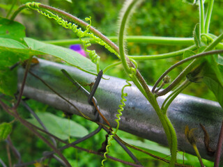 creeper growing between fence