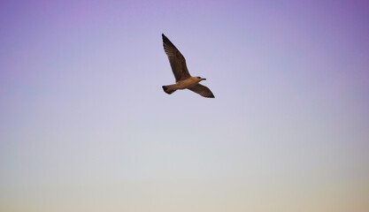 Fototapeta na wymiar Seagull in flight on colorful sky. Bird in sky wallpaper
