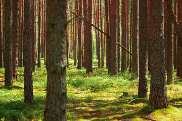 pine forest sunny day for background
