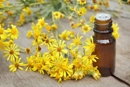 Ragwort essential oil (extract, tincture) container with Ragwort yellow flowers and leaves. Senecio vulgaris