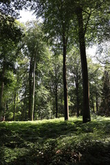 Wald