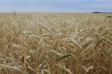 Wheat field. Heavy wheat spikes. Summer landscape.