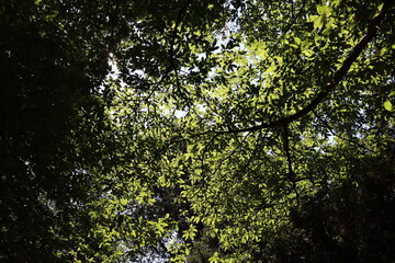 Wald