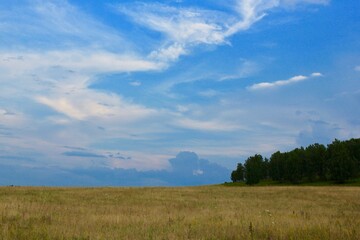 Fototapeta premium Beautiful summer landscape. Panoramic view on the blue sky, blooming fields.