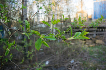 Prunus serotina, commonly called black cherry, wild black cherry, rum cherry, or mountain black cherry, is a deciduous Bud of inflorescences on branches against a background of green tree leaves