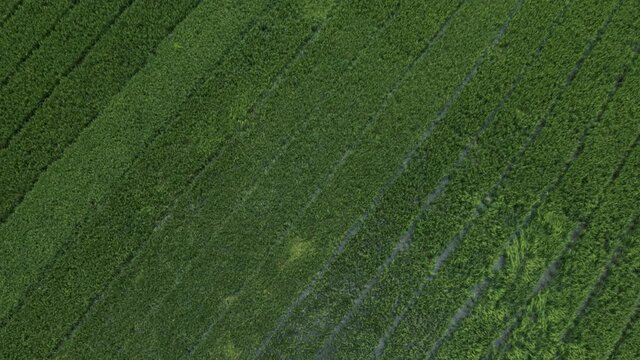 Ninh Binh Aerial shot of rice fields and limestone mountains in Tam Coc, Vietnam