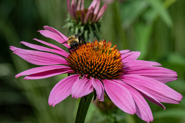 Bumblebee in coneflower in summer in a garden